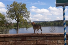 IMG-20190519-WA0054