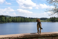 IMG-20190519-WA0087